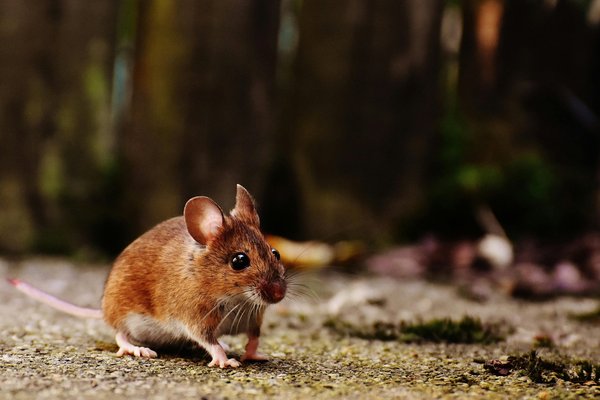 Pourquoi faire appel à anti-nuisible-bio.fr pour une dératisation à mulhouse